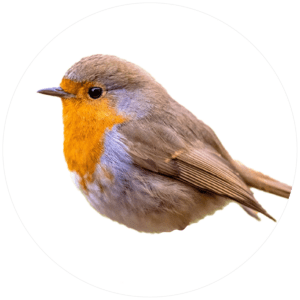 Robins