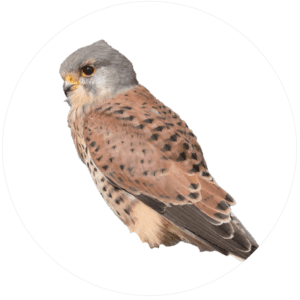Kestrels