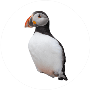 Puffins