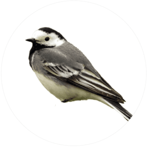 Wagtails