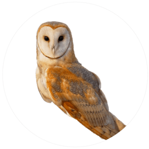 barn owls