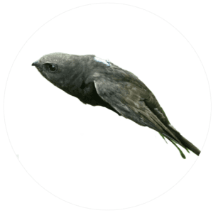 Swifts