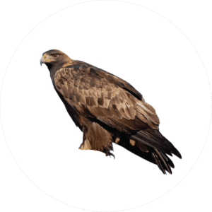 Golden Eagle